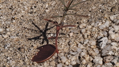 Stillingia linearifolia