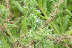 Anchusa