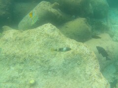 Parupeneus multifasciatus