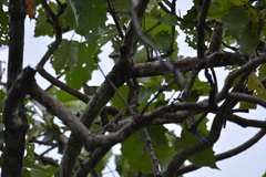 Phylloscopus trochiloides