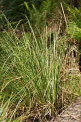 Carex appressa