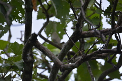 Phylloscopus trochiloides
