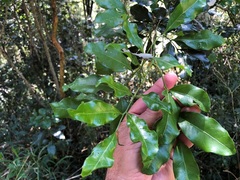 Toechima tenax