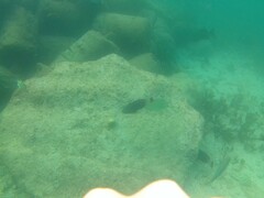 Chlorurus perspicillatus