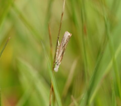 Culladia cuneiferellus