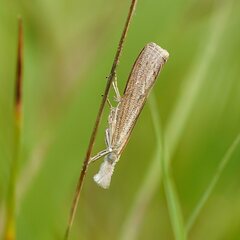 Culladia cuneiferellus