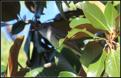 Myiarchus tyrannulus