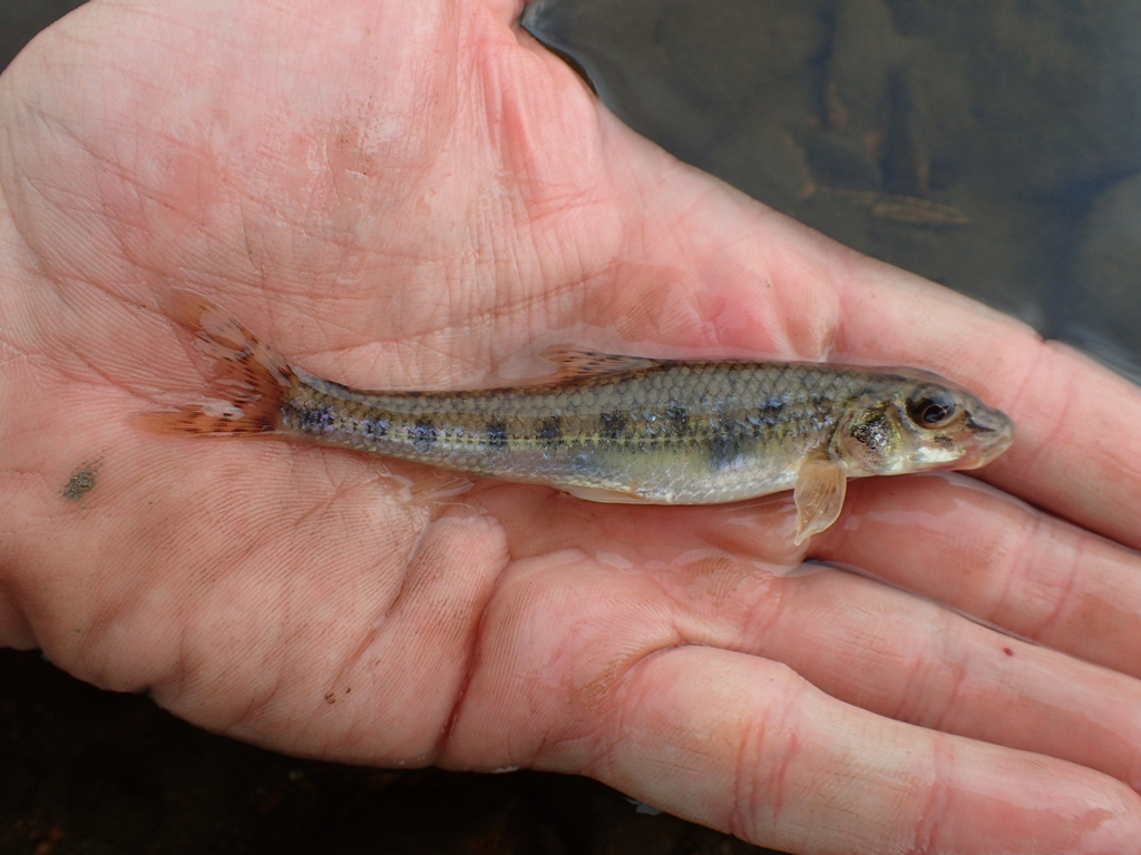Siberian Gudgeon