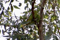 Trichoglossus chlorolepidotus