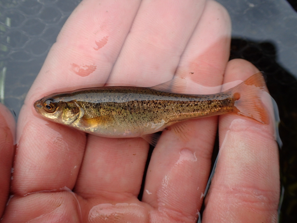 Chekanovski's Minnow