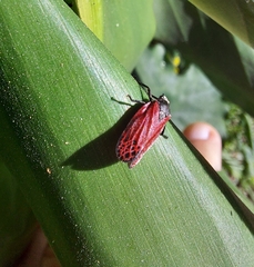 Mahanarva rubripennis