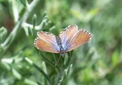 Theclinesthes serpentata