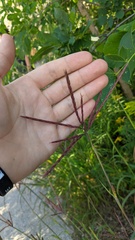 Andropogon gerardi