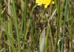 Taractrocera papyria