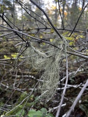 Alectoria sarmentosa