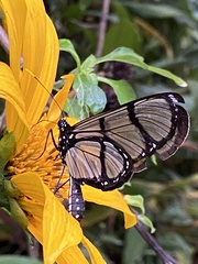 Methona confusa psamathe