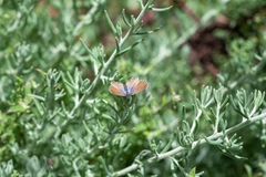 Theclinesthes serpentata
