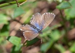 Theclinesthes serpentata