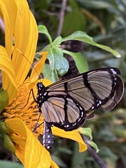 Methona confusa psamathe