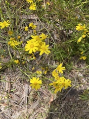 Senecio spanomerus