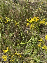 Senecio spanomerus