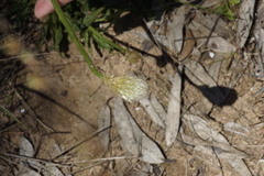 Ptilotus macrocephalus