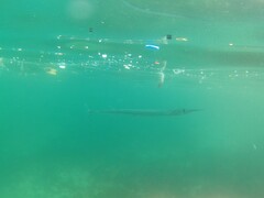 Platybelone argalus