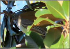 Myiarchus tyrannulus