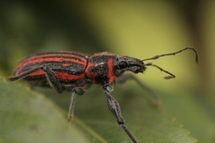 Naupactus rivulosus