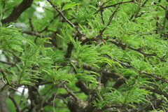 Prosopis caldenia