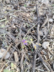 Solanum citrullifolium