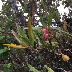 Epidendrum oxysepalum