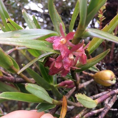 Epidendrum oxysepalum