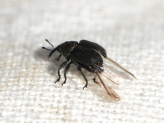 Cleopomiarus graminis