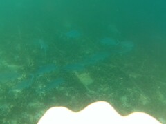 Caranx sexfasciatus