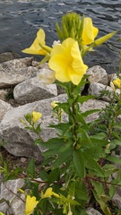 Oenothera biennis