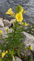 Oenothera biennis