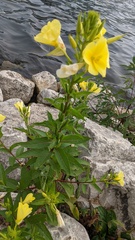 Oenothera biennis