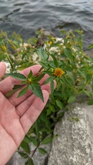 Bidens frondosa