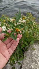Bidens frondosa