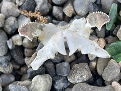 Metacarcinus magister