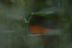 Ariadne ariadne