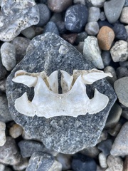 Metacarcinus magister