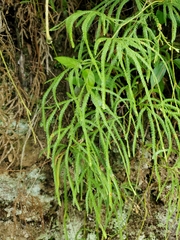 Lycopodium volubile