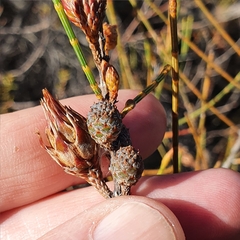 Allocasuarina distyla