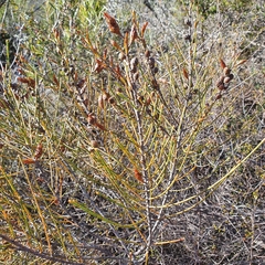 Allocasuarina distyla