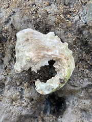 Ostrea lurida