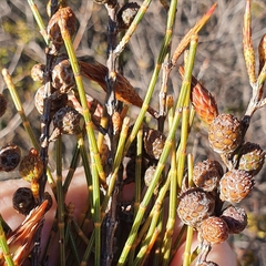Allocasuarina distyla