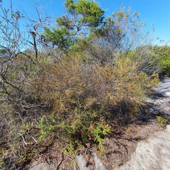 Allocasuarina distyla