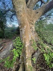 Ficus sycomorus sycomorus